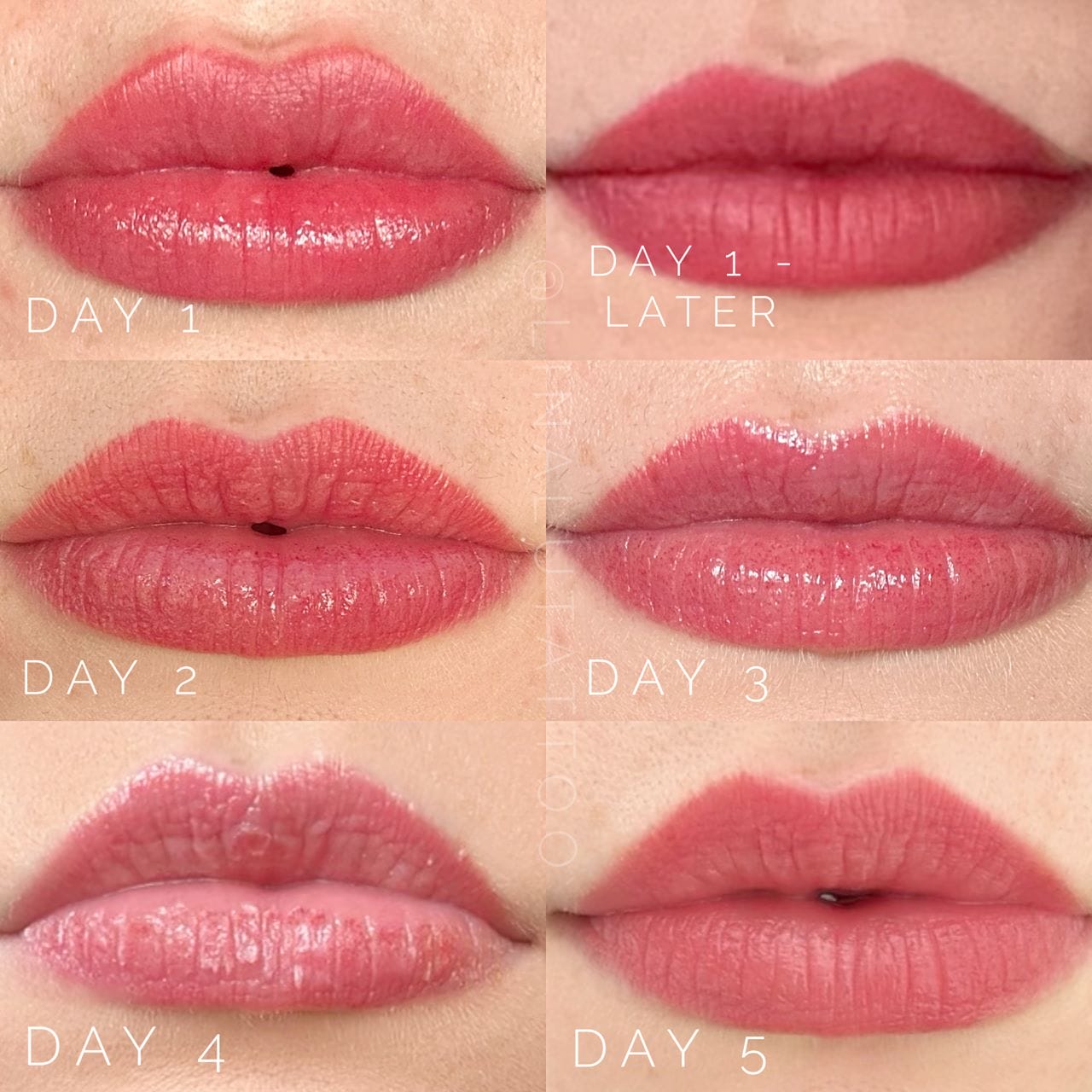 Lip Blush Tattoo Healing Stages Portland DAELA Lina Lip Blush Tattoo Healing Stages Portland DAELA Lina